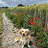 dog, golden_dog, path, dirt_path, poppies, red_flowers, wheat_field, greenery, cloudy_sky, outdoor, nature, grass, plants, rural, animal, pet, sitting, canine, flora, landscape