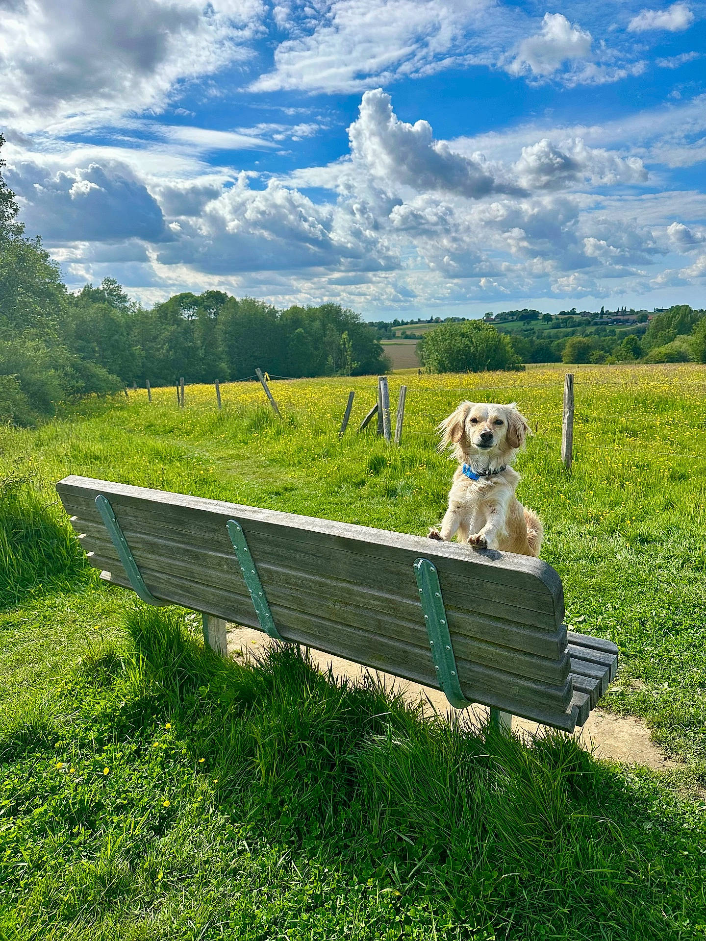 animal, bench, blue_sky, cloud, daytime, dog, fence, field, flower, grass, greenery, happy, landscape, nature, outdoor, pet, rural, sky, sunlight, tree