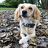 dog, animal, pet, golden, fur, ears, nose, paws, collar, leaves, autumn, outdoor, nature, tree, ground, park, daylight, closeup, portrait, cute