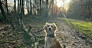 Suki a rejoint le concours — aidez-le/la à gagner de superbes lots ! dog, forest, path, tree, branch, sunlight, nature, outdoor, animal, leaf, ground, sky, daylight, collar, pet, canine, walking_path, woodland, sun, shadow