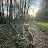 dog, forest, path, tree, branch, sunlight, nature, outdoor, animal, leaf, ground, sky, daylight, collar, pet, canine, walking_path, woodland, sun, shadow