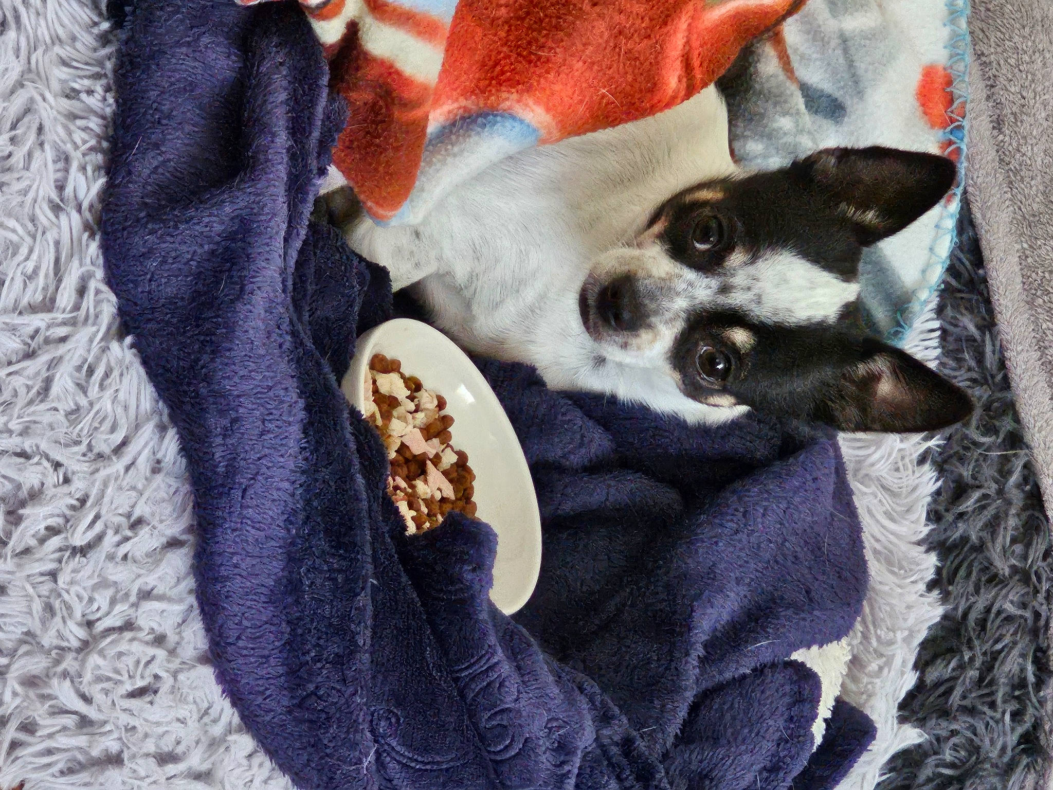 Tessy a rejoint le concours — aidez-le/la à gagner de superbes lots ! canidae, carnivore, comfort, companion_dog, dog, dog_breed, dog_supply, electric_blue, felidae, fur, grey, linens, needlework, pattern, paw, sleeve, small_to_medium_sized_cats, textile, toy_dog, woven_fabric