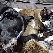 Lola joined the competition — help win amazing prizes! animal, black, blanket, brown, cat, closeup, companion, cozy, cute, dog, friendship, furry, indoor, pet, relaxed, resting, sleeping, snuggling, soft, white