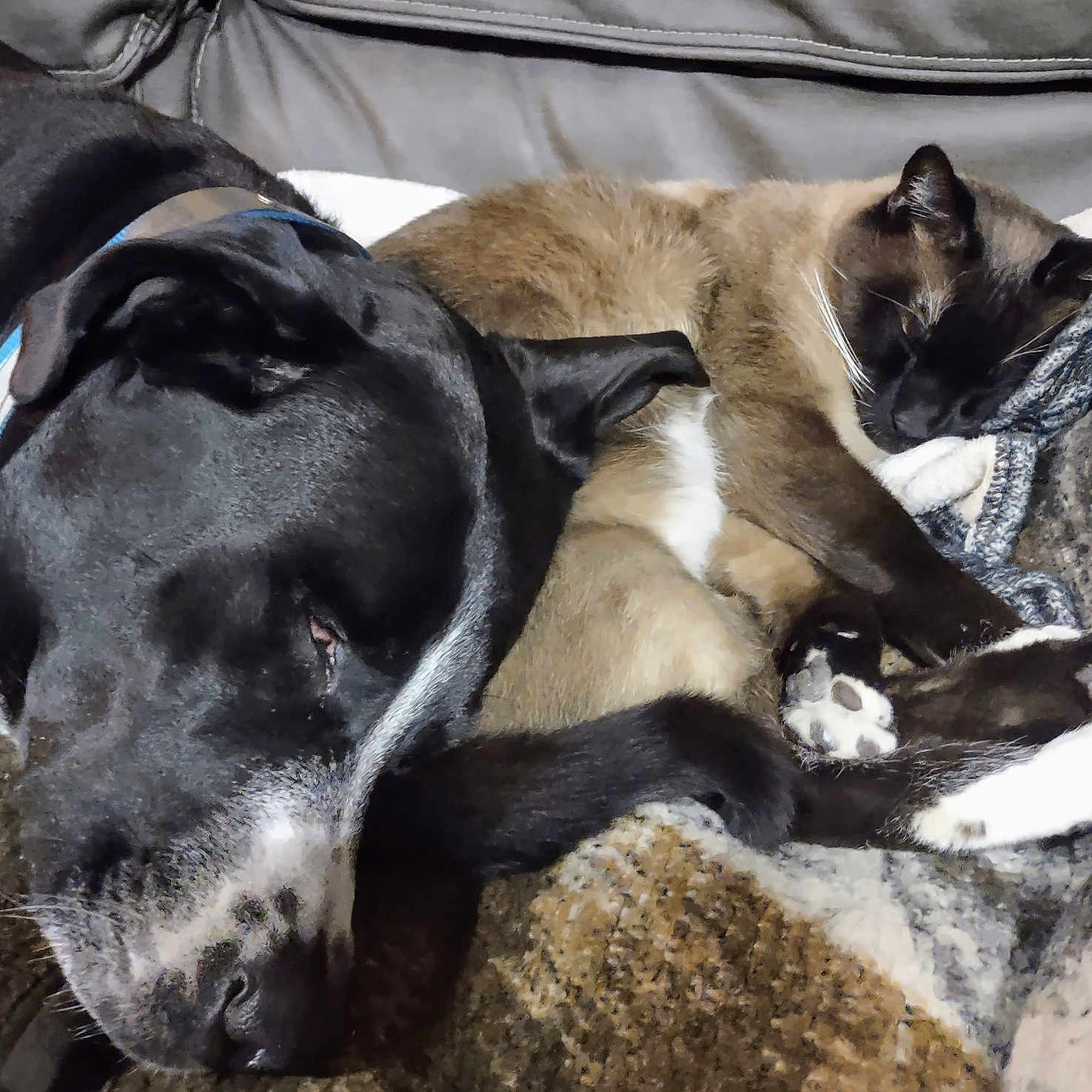 Lola joined the competition — help win amazing prizes! animal, black, blanket, brown, cat, closeup, companion, cozy, cute, dog, friendship, furry, indoor, pet, relaxed, resting, sleeping, snuggling, soft, white