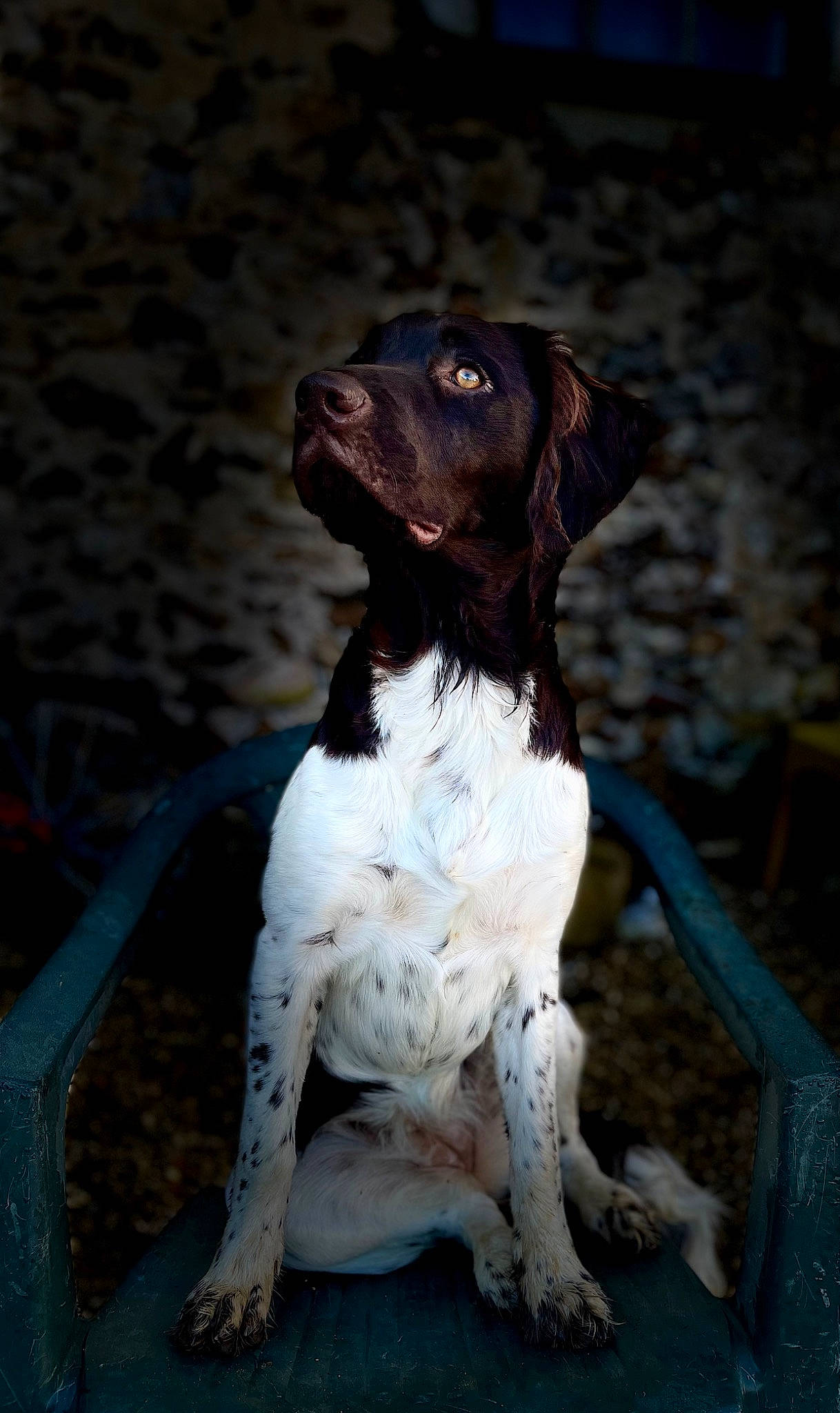 Sky participe au concours pour gagner de l'argent avec cette photo : art, canidae, carnivore, companion_dog, dog, dog_breed, dog_collar, fawn, fur, gun_dog, hunting_dog, liver, non_sporting_group, old_danish_pointer, pointing_breed, snout, spaniel, sporting_group, tail, working_animal