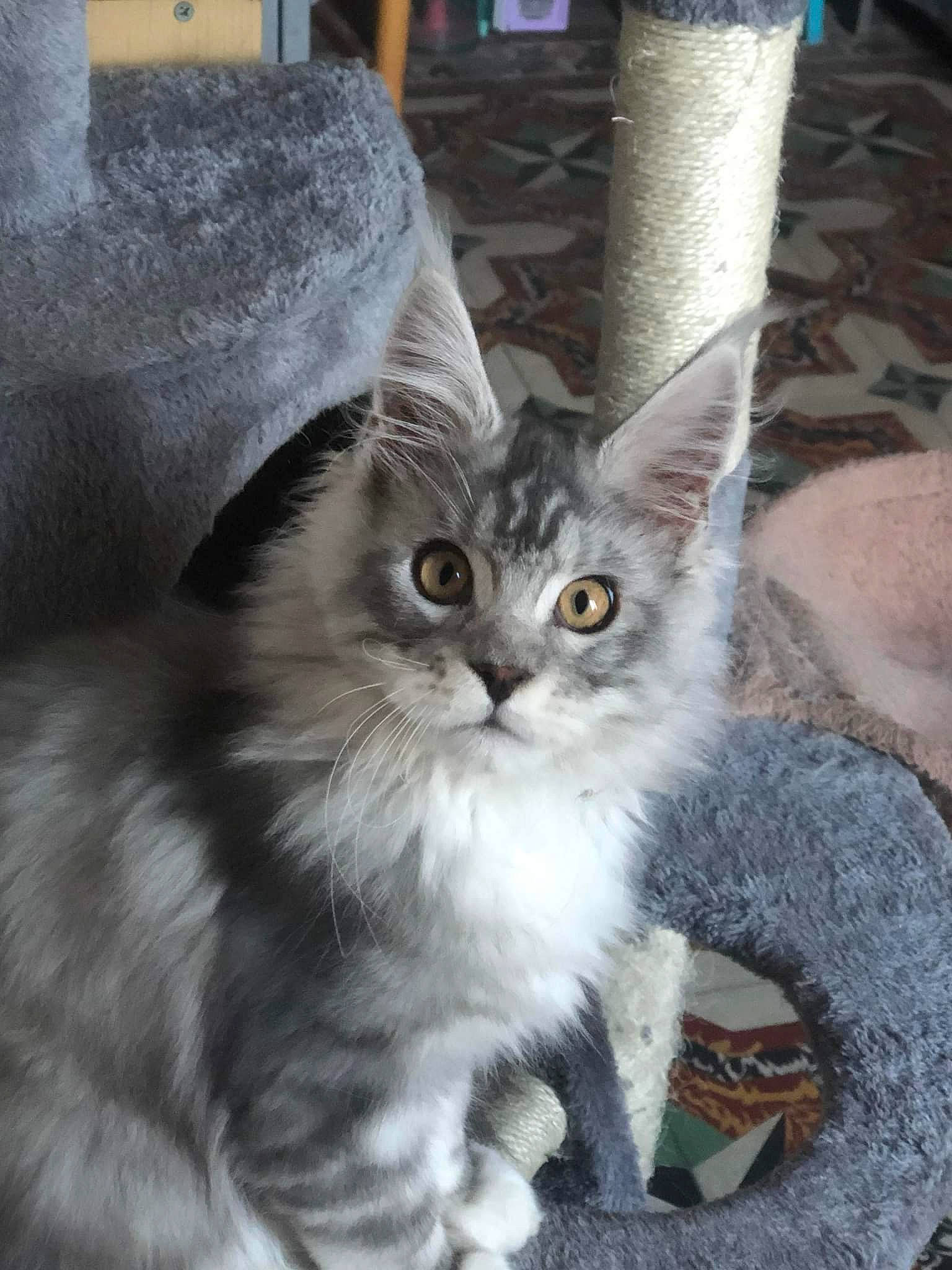 Sawyer participe au concours pour gagner de l'argent avec cette photo : box, carnivore, cat, claw, domestic_short_haired_cat, fawn, felidae, fur, grey, paw, photo_caption, sitting, small_to_medium_sized_cats, snout, tail, terrestrial_animal, whiskers, window