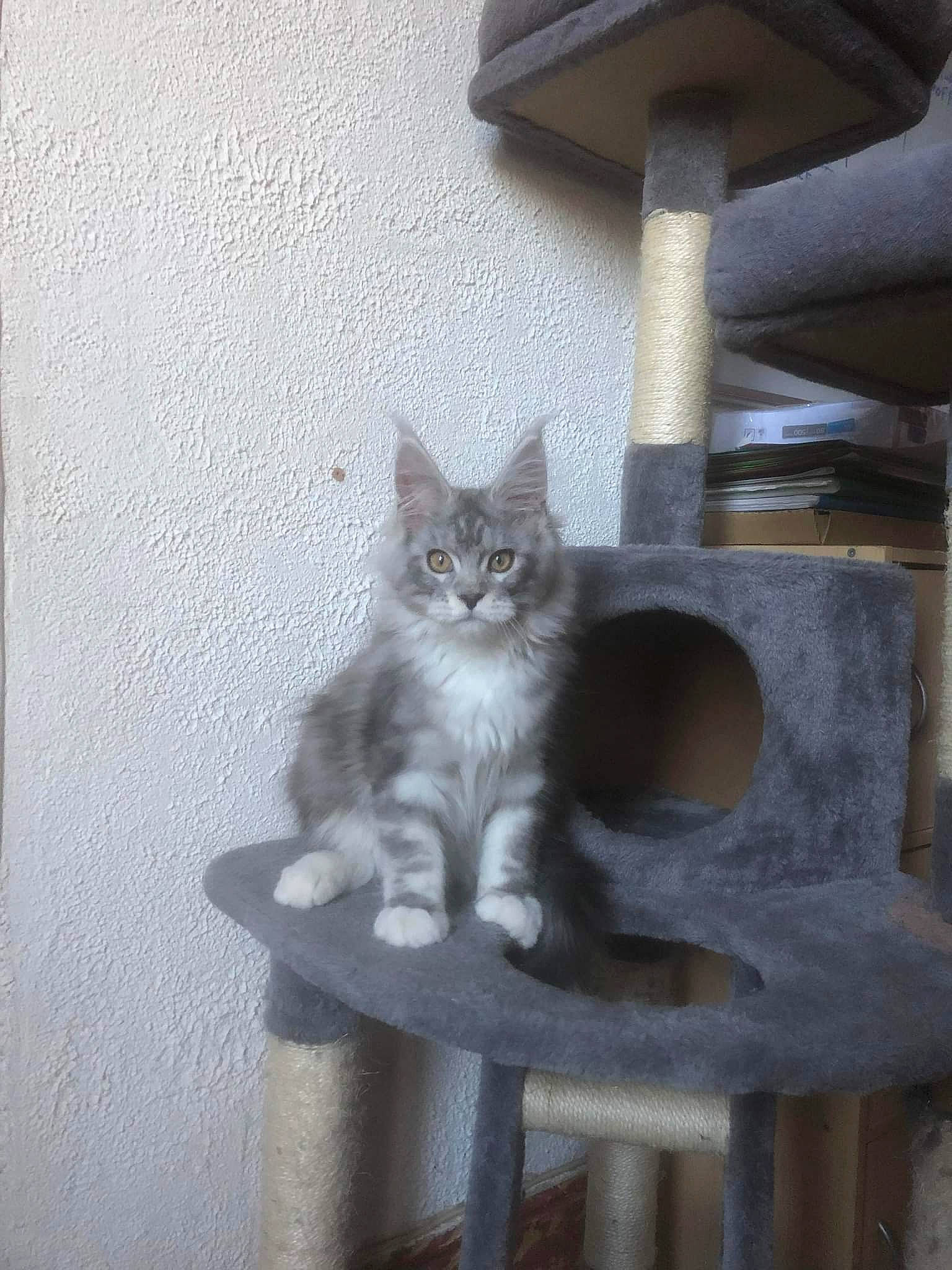 Sawyer a rejoint le concours — aidez-le/la à gagner de superbes lots ! animal_shelter, carnivore, cat, cat_furniture, domestic_short_haired_cat, felidae, fur, grey, paw, room, sitting, small_to_medium_sized_cats, snout, tail, vertebrate, whiskers, window, wood