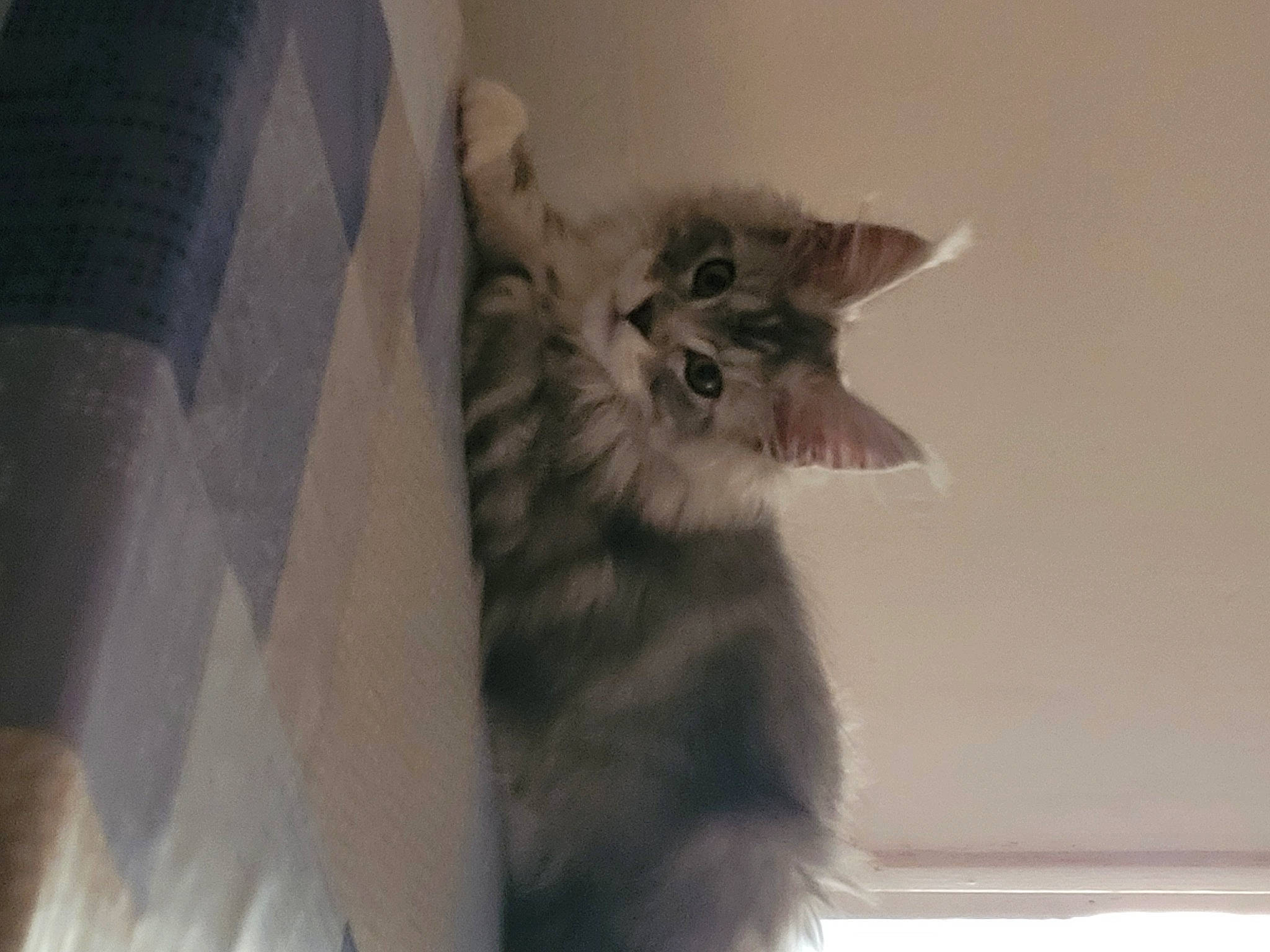 Sawyer participe au concours pour gagner de l'argent avec cette photo : carnivore, cat, claw, domestic_short_haired_cat, felidae, fur, grey, paw, room, small_to_medium_sized_cats, tail, whiskers, window