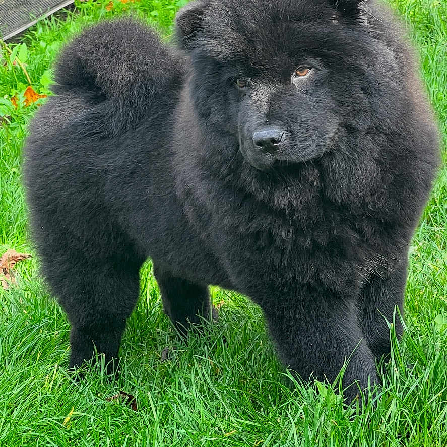 Fripouille participe au concours pour gagner de l'argent avec cette photo : dog, black_dog, fluffy, grass, outdoor, pet, canine, animal, nature, fur, standing, greenery, curious, portrait, cute, companion, mammal, young_dog, paw, nose