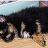 animal, black_and_tan, closed_eyes, cozy, cute, dog, dog_bed, fluffy, fur, geometric_wall, home, indoor, lying_down, nap, paws, pet, puppy, resting, sleeping, wooden_floor