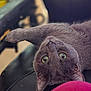 cat, gray_cat, animal, pet, lying_down, leather_surface, green_eyes, curious, indoor, closeup, feline, whiskers, ears, soft_focus, pink_object, relaxed, fur, cute, domestic_cat, upside_down
