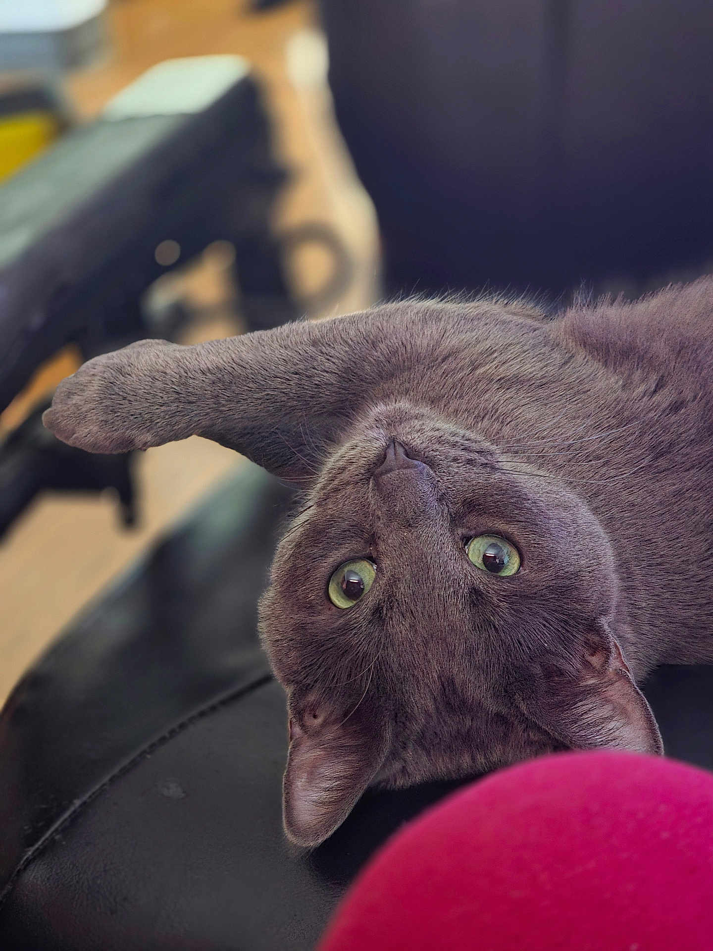 Badlilbtch joined the competition — help win amazing prizes! cat, gray_cat, animal, pet, lying_down, leather_surface, green_eyes, curious, indoor, closeup, feline, whiskers, ears, soft_focus, pink_object, relaxed, fur, cute, domestic_cat, upside_down
