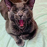 Badlilbtch is registered to the contest to win money with this photo: cat, gray_cat, yawning, pet, animal, feline, whiskers, ears, paws, mouth_open, tongue, fur, bed, blanket, indoor, cute, sleepy, relaxed, closeup, resting
