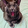 cat, gray_cat, yawning, pet, animal, feline, whiskers, ears, paws, mouth_open, tongue, fur, bed, blanket, indoor, cute, sleepy, relaxed, closeup, resting
