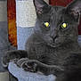 Badlilbtch is registered to the contest to win money with this photo: cat, gray_cat, pet, feline, indoor, cat_tree, paws, ears, whiskers, fur, relaxed, resting, looking, home, cozy, animal, cute, mammal, claws, comfortable