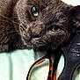 Badlilbtch joined the competition — help win amazing prizes! cat, green_eyes, close_up, glasses, hairbrush, grey_fur, pet, animal, domestic_cat, lying_down, curious, soft_texture, whiskers, face, fur, indoor, resting, eyewear, accessory, fabric