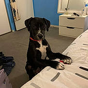 Pita a rejoint le concours — aidez-le/la à gagner de superbes lots ! dog, black_dog, white_markings, collar, bed, blanket, carpet, dresser, mirror, blue_wall, white_wall, slippers, indoor, pet, furniture, room, curious, paws, resting, standing