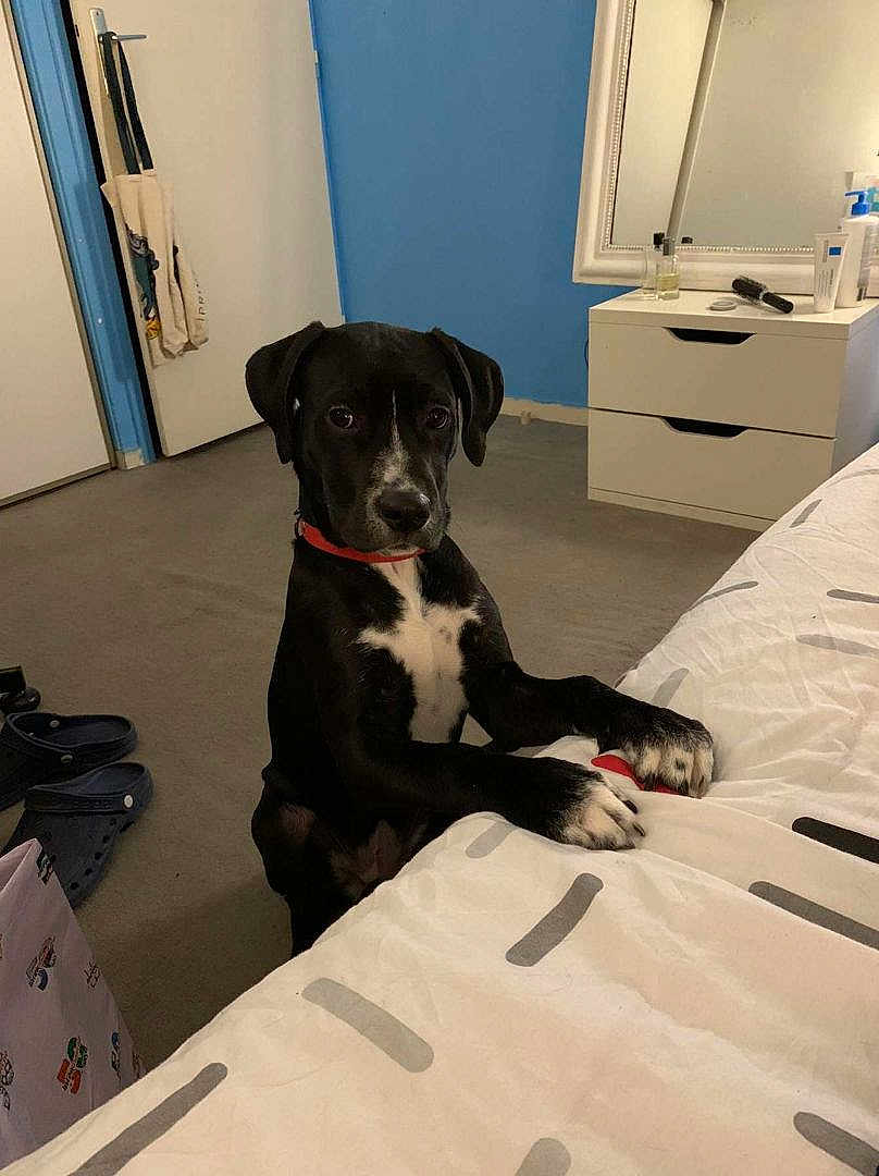 Pita a rejoint le concours — aidez-le/la à gagner de superbes lots ! dog, black_dog, white_markings, collar, bed, blanket, carpet, dresser, mirror, blue_wall, white_wall, slippers, indoor, pet, furniture, room, curious, paws, resting, standing