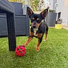 dog, toy, red_ball, grass, outdoor, wicker_furniture, plant, potted_plant, house, pet, playful, small_dog, black_dog, brown_dog, sunlight, garden, yard, animal, domestic_animal, cute