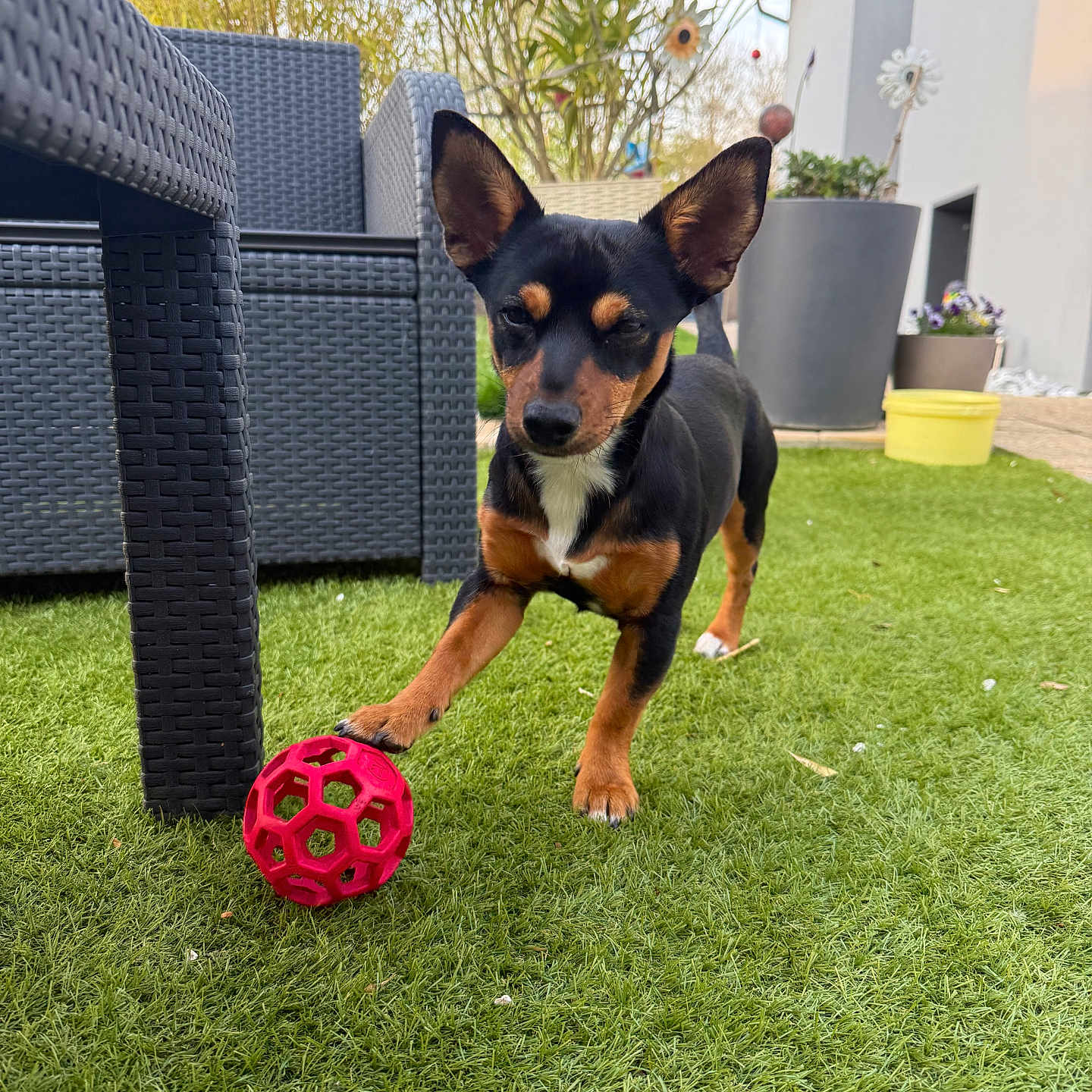 Happy a rejoint le concours — aidez-le/la à gagner de superbes lots ! dog, toy, red_ball, grass, outdoor, wicker_furniture, plant, potted_plant, house, pet, playful, small_dog, black_dog, brown_dog, sunlight, garden, yard, animal, domestic_animal, cute