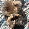 cat, fluffy, lying_down, upside_down, fur, pet, indoor, quilt, patterned_bedspread, sunlight, closeup, cute, whiskers, relaxed, animal, domestic_cat, small_animal, feline, soft, resting