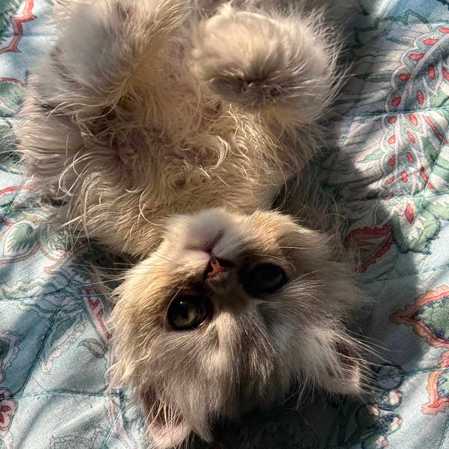 Paloma
