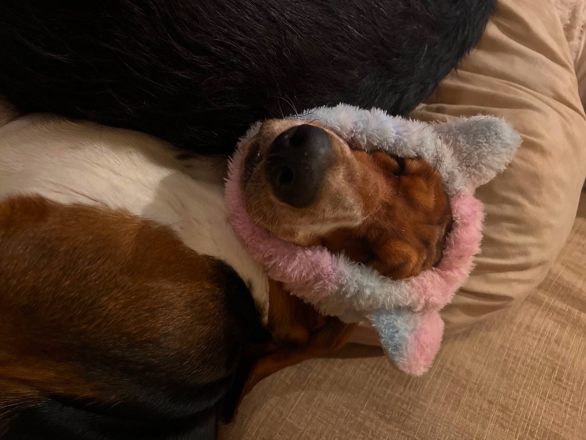 Tartine participe au concours pour gagner de l'argent avec cette photo : canidae, carnivore, comfort, companion_dog, dog, dog_breed, fawn, fur, liver, nap, paw, snout, sporting_group, terrestrial_animal, whiskers, working_animal