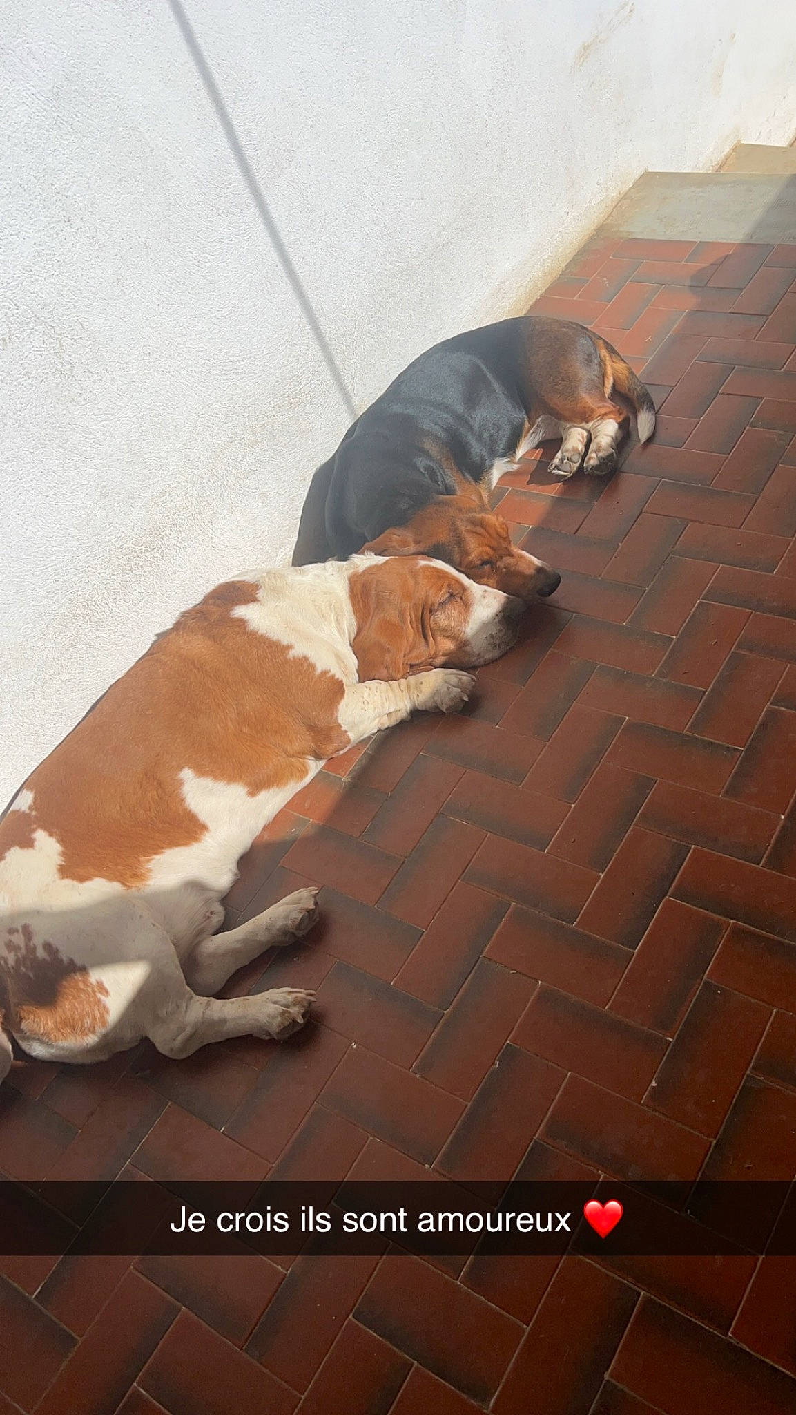 Tartine participe au concours pour gagner de l'argent avec cette photo : brick, brown, canidae, carnivore, comfort, companion_dog, dog, dog_breed, fawn, flooring, fur, hardwood, liver, pet_supply, road_surface, sidewalk, sporting_group, tail, wood, working_animal