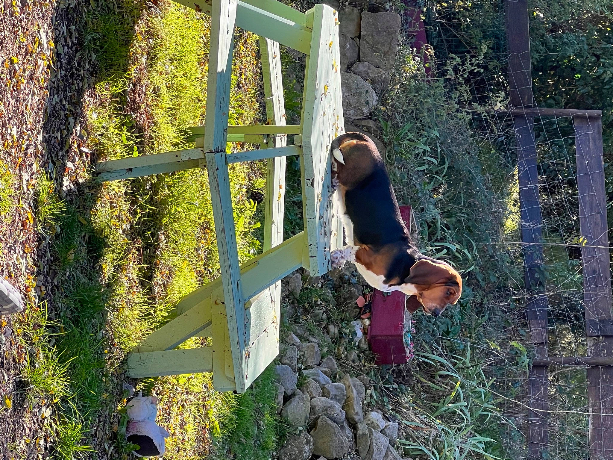 Tartine a rejoint le concours — aidez-le/la à gagner de superbes lots ! door, fun, grass, landscape, leisure, people_in_nature, plant, shrub, soil, tree, wall, wood, woody_plant