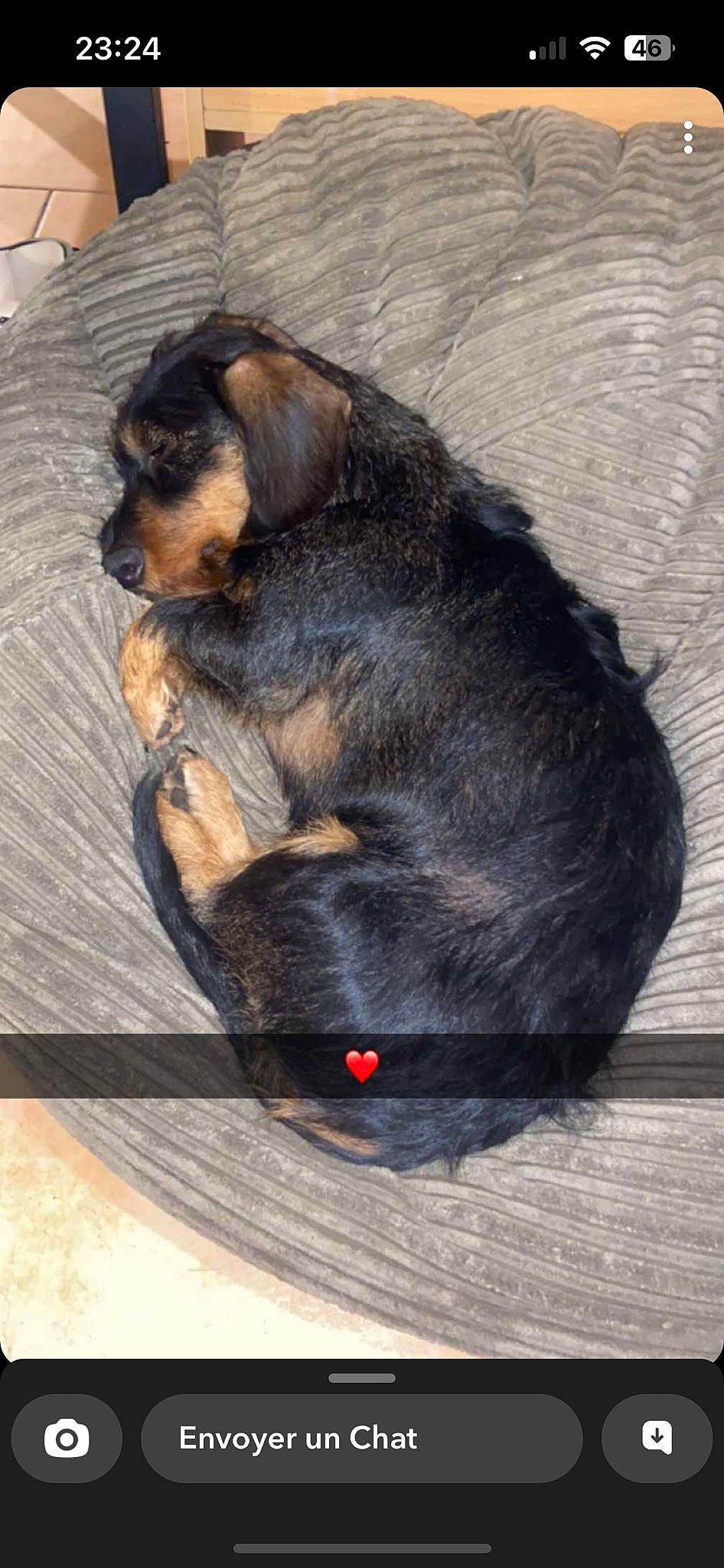 Patate a rejoint le concours — aidez-le/la à gagner de superbes lots ! canidae, carnivore, claw, companion_dog, dog, dog_breed, foot, fur, guard_dog, natural_material, paw, rottweiler, sitting, snout, sporting_group, tail, terrestrial_animal, wildlife, wood, working_dog