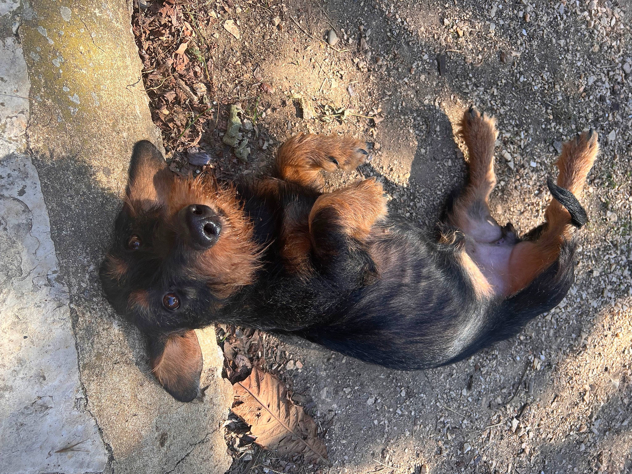 Patate a rejoint le concours — aidez-le/la à gagner de superbes lots ! asphalt, canidae, carnivore, dog, dog_breed, fawn, foot, fur, grass, paw, road_surface, rock, shadow, snout, soil, sporting_group, street_dog, terrestrial_animal, whiskers, wildlife