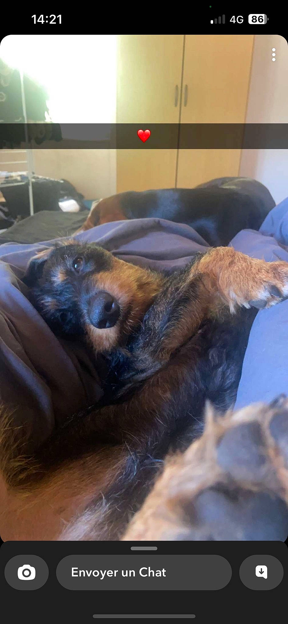 Patate participe au concours pour gagner de l'argent avec cette photo : canidae, carnivore, claw, comfort, companion_dog, couch, dog, dog_breed, fawn, flooring, fur, guard_dog, liver, natural_material, snout, sporting_group, terrestrial_animal, whiskers, wood, working_animal