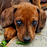 Bailey participe au concours pour gagner de l'argent avec cette photo : dog, puppy, brown_dog, floppy_ears, blue_eyes, wide_eyed, lying_down, pavement, outdoor, close_up, portrait, paw, nose, fur, leaf, plant, cute, sad_expression, animal, pet