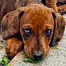 dog, puppy, brown_dog, floppy_ears, blue_eyes, wide_eyed, lying_down, pavement, outdoor, close_up, portrait, paw, nose, fur, leaf, plant, cute, sad_expression, animal, pet