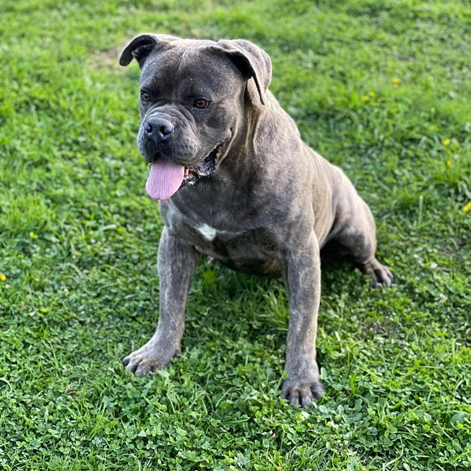 Primo