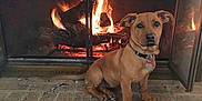 Mia is registered to the contest to win money with this photo: animal, brick_hearth, brown_dog, calm, collar, cozy, cute, dog, ears, fire, fireplace, fur, glow, home, indoor, pet, relaxing, sitting, tags, warm