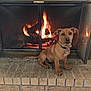 animal, brick_hearth, brown_dog, calm, collar, cozy, cute, dog, ears, fire, fireplace, fur, glow, home, indoor, pet, relaxing, sitting, tags, warm