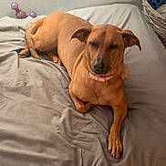 Mia is registered to the contest to win money with this photo: animal, basket, bed, bedspread, brown_dog, canine, collar, dog, domestic, fur, furniture, home, indoor, paw, pet, quiet, relaxed, resting, sleepy, toy_basket