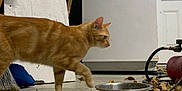 Sunny Sweeney joined the competition — help win amazing prizes! animal, appliance, bone_design, broom, cat, concrete_floor, curious, door, dry_leaves, feline, garage, hose, indoor, metal_bowl, orange_tabby, paw_prints, pet, side_view, walking, workshop