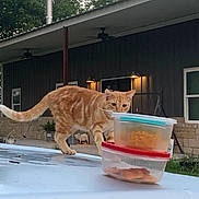 Sunny Sweeney joined the competition — help win amazing prizes! animal, backyard, car_roof, cat, chimney, curious, daylight, domestic_cat, door, feline, greenery, house, orange_tabby, outdoor, pet, plant, plastic_container, side_view, wall_lamp, window