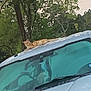 Sunny Sweeney joined the competition — help win amazing prizes! animal, car_roof, cat, daytime, domestic_animal, feline, forest, greenery, nature, orange_tabby, outdoor, pet, relaxed, resting, scenery, sky, transport, trees, vehicle, wildlife
