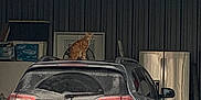 Johnny joined the competition — help win amazing prizes! car, cat, container, curious, domestic_animal, dusty, garage, household_items, indoor, jeep, license_plate, metal_wall, orange_cat, pet, rear_view, refrigerator, roof, sitting, storage, vehicle