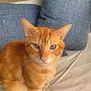 Johnny joined the competition — help win amazing prizes! animal, blue_cushion, cat, close_up, curious, cushion, cute, domestic_cat, ears, eyes, fabric, feline, fur, ginger_cat, indoor, looking, pet, resting, tabby, whiskers