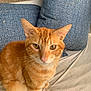 animal, blue_cushion, cat, close_up, curious, cushion, cute, domestic_cat, ears, eyes, fabric, feline, fur, ginger_cat, indoor, looking, pet, resting, tabby, whiskers