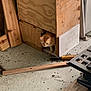 animal, carpentry, cat, concrete_floor, construction, curious, feline, floor, garage, hammer, hiding, indoor, orange_cat, peeking, pet, planks, tool, wood, wooden_box, workshop