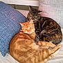 Willow joined the competition — help win amazing prizes! animal, cat, close, companion, couch, cozy, cushion, cute, feline, friendship, fur, home, indoor, orange_cat, pets, relaxing, resting, snuggling, tabby_cat, two_animals