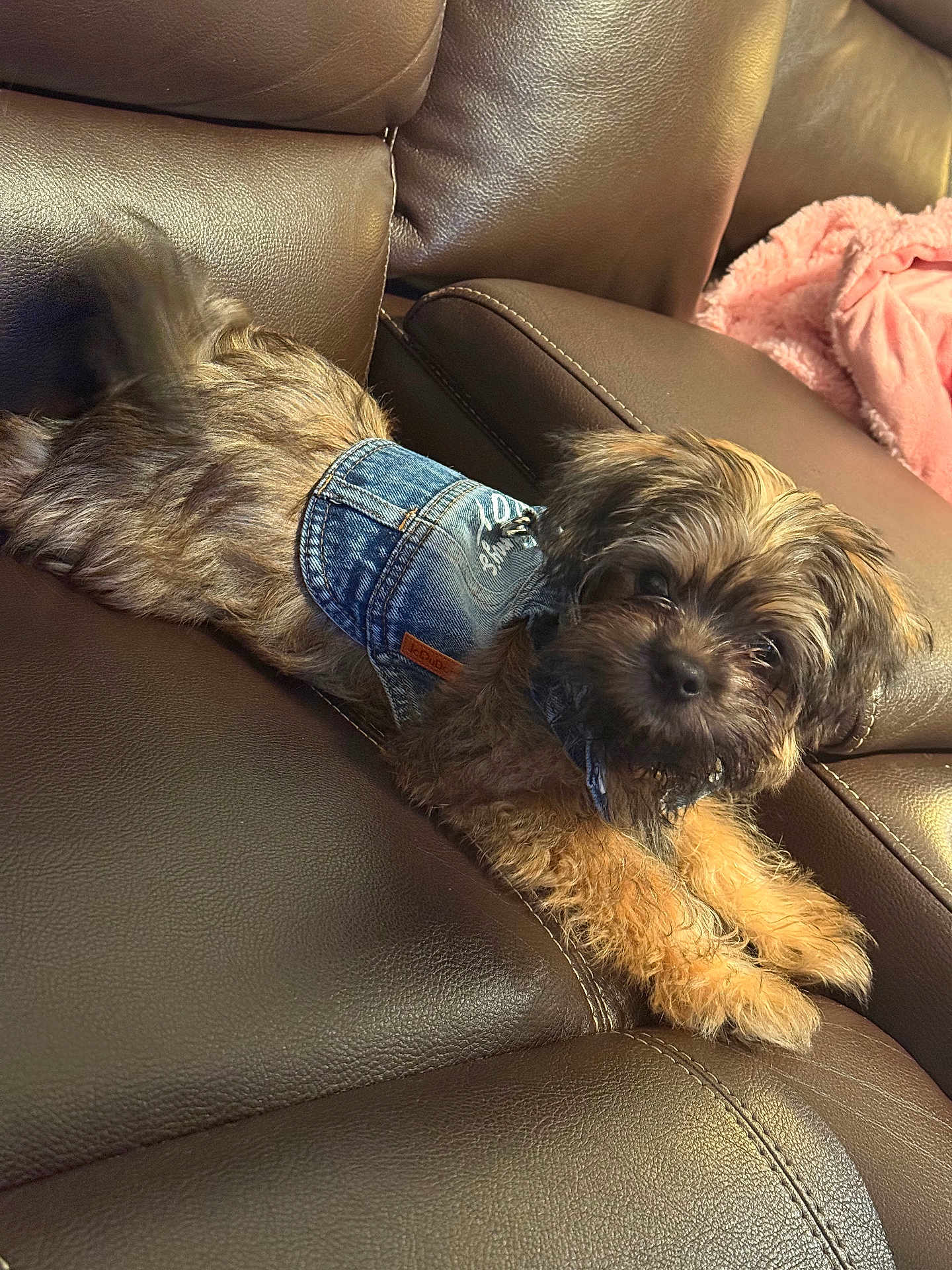 Louie is registered to the contest to win money with this photo: dog, puppy, denim_jacket, brown_leather_couch, indoor, pet, fur, cute, relaxed, small_dog, fluffy, animal, canine, cozy, resting, pink_blanket, home, domestic, friendly, companion