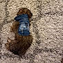 Louie is registered to the contest to win money with this photo: animal, brown_dog, casual, clothing, comfortable, cozy, cute, denim_jacket, dog, fabric, fluffy_rug, fur, home, indoor, lying_down, pet, relaxed, resting, small_dog, texture