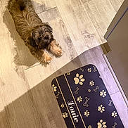 Louie joined the competition — help win amazing prizes! dog, brown_dog, floor, wooden_floor, pet_mat, paw_prints, bones, pet_accessory, indoor, cute, small_dog, waiting, looking_up, animal, canine, home, pet, flooring, light, mat