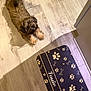 dog, brown_dog, floor, wooden_floor, pet_mat, paw_prints, bones, pet_accessory, indoor, cute, small_dog, waiting, looking_up, animal, canine, home, pet, flooring, light, mat